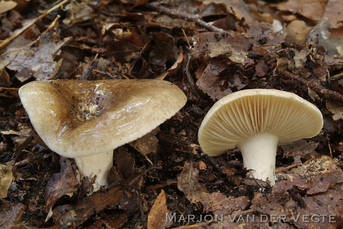 Grofplaatrussula - Russula nigricans